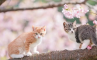 猫咪得耳螨怎么处理