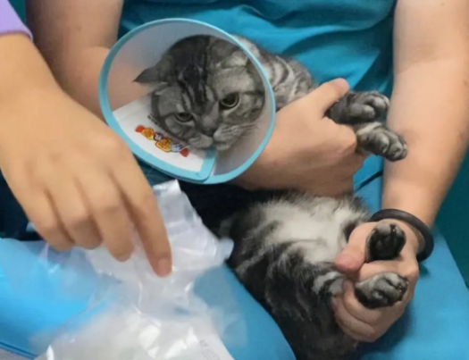 猫咪为什么要做导尿流程