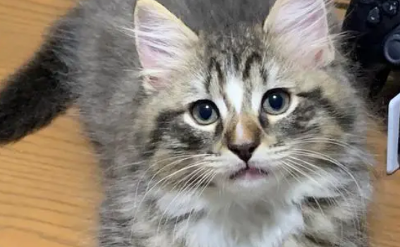 中国狸花猫被cfa除名怎么回事呢？