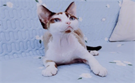 德文蓝色卷毛猫好不好
