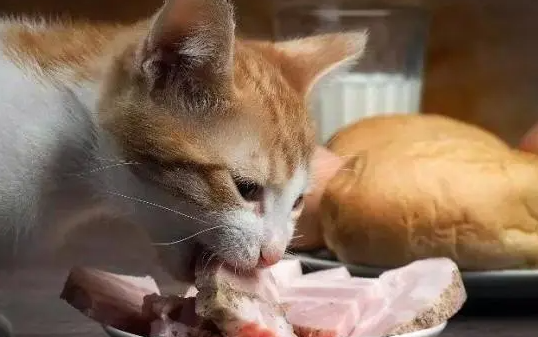 一个月的幼猫可以吃鸡胸肉吗? 一个月的幼猫可以吃鸡胸肉吗?