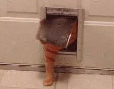 网友一直觉得自己养的是猫,直到它做了这些动作,这莫不是猪…… 网友一直觉得自己养的是猫,直到它做了这些动作,这莫不是猪……