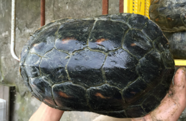 中华花龟怎么过冬 中华花龟冬天怎么饲养 中华花龟怎么过冬 中华花龟冬天怎么饲养