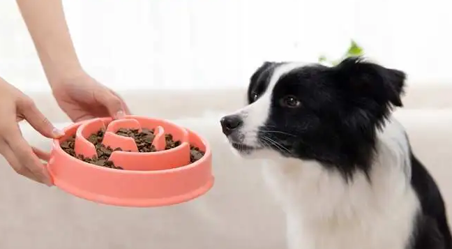 如何喂幼犬吃狗粮