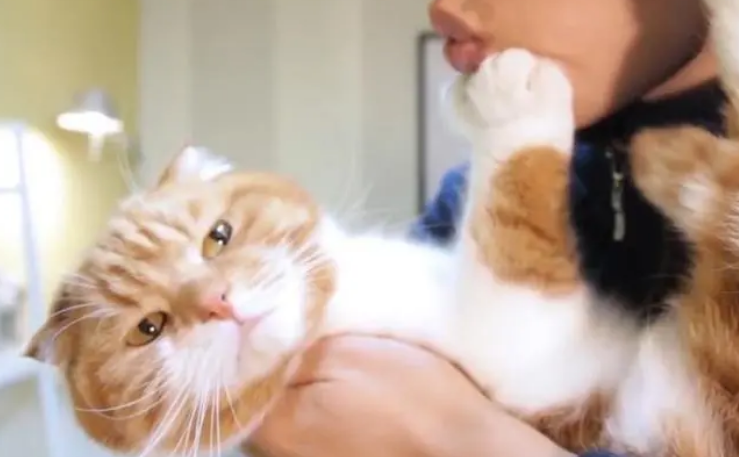 为什么我家猫咪不让抱不让摸 为什么我家猫咪不让抱不让摸