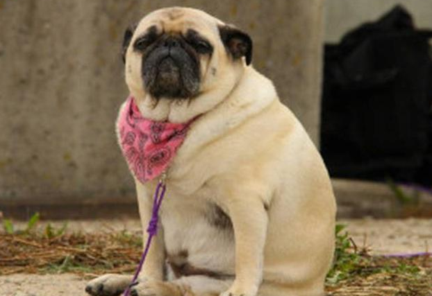 养公巴哥犬的优势很多，缺陷有两个