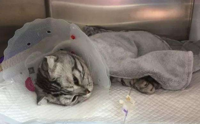 猫血巴尔通氏体病有哪些特征?怎么治疗?-宠物网