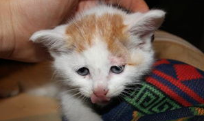 猫咪得了急性胰腺炎怎么办,该怎么治疗? 猫咪得了急性胰腺炎怎么办,该怎么治疗?