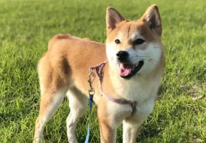 柴犬的忠诚度高吗