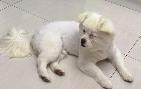 狗狗毛为什么变浅了呢