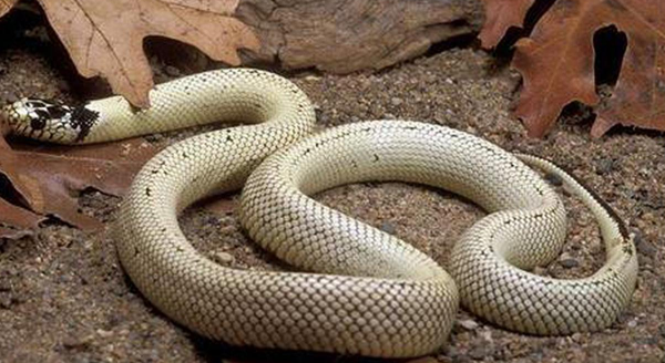 蛇妖怀孕肚子巨大要生了