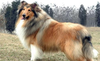 牧羊犬脚伤如何医护，牧羊犬受伤医护方式
