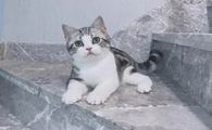 美短猫的优缺点有哪些？