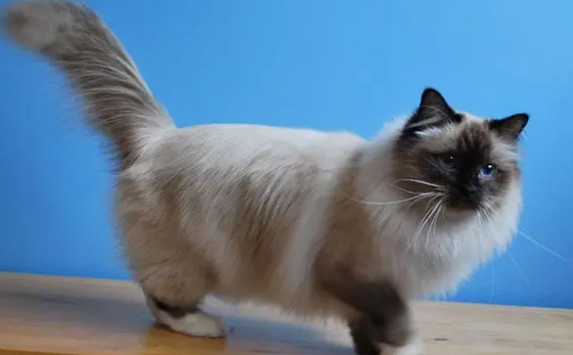 世界上最贵的猫100万 世界上最贵的猫100万