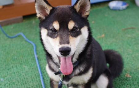 大宠爱和犬心保哪个好?我为养狗朋友推荐它 大宠爱和犬心保哪个好?我为养狗朋友推荐它