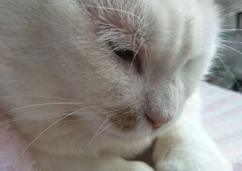 猫得了猫癣抹什么药膏呢？