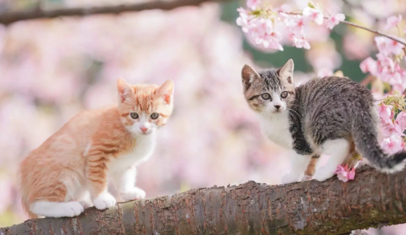 小猫跑丢了怎么找 小猫跑丢了怎么找