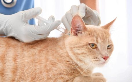 猫咪的定期检查很重要，猫咪健康！