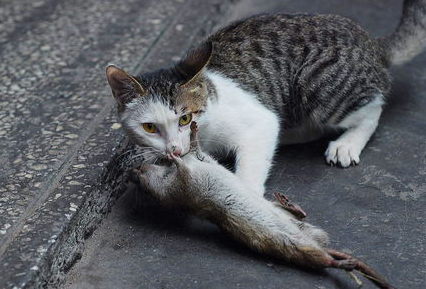 猫咪为什么带死老鼠回家?来看看吧 猫咪为什么带死老鼠回家?来看看吧