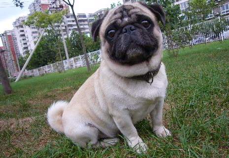 巴哥犬吃什么狗粮好,喂正确了,狗狗喊你叫爸爸 巴哥犬吃什么狗粮好,喂正确了,狗狗喊你叫爸爸