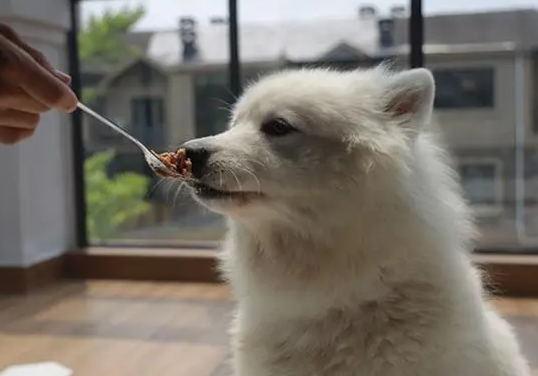 宠物狗狗吃盐会怎么样