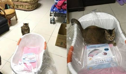 这只猫成精了,霸占婴儿椅,还把腿搭在扶手上 这只猫成精了,霸占婴儿椅,还把腿搭在扶手上