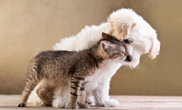 猫和狗总是打架,如何让猫咪跟其他动物和平相处?