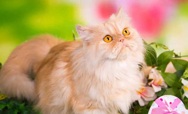为什么很少人养波斯猫 为什么很少人养波斯猫