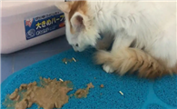 猫咪又拉又吐是什么原因
