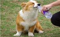 柯基犬禁忌食物