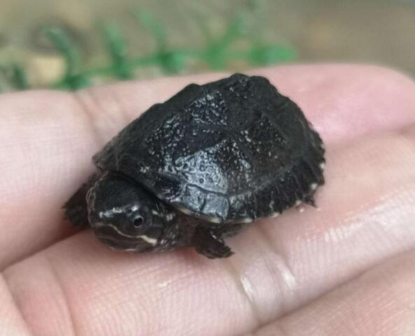 迷你麝香龟需要加温饲养吗?千万别弄错