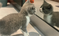 猫咪护食怎么办?如何纠正猫咪护食的行为?