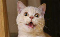 成年猫可以吃幼猫的猫粮吗？