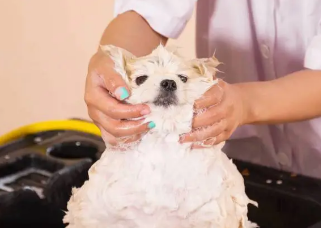 狗狗宠物店洗澡多少钱