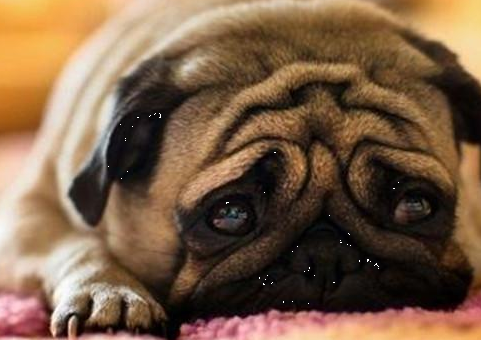 狗狗流泪是为什么,狗狗哭了代表什么预兆? 狗狗流泪是为什么,狗狗哭了代表什么预兆?