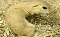内蒙古草原上的老鼠叫什么名