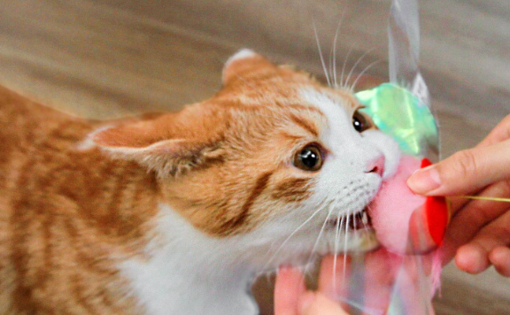 可以对猫咪进行哪些方面的训练? 可以对猫咪进行哪些方面的训练?
