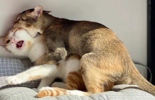 猫咪为什么老是喜欢打架 猫咪为什么老是喜欢打架