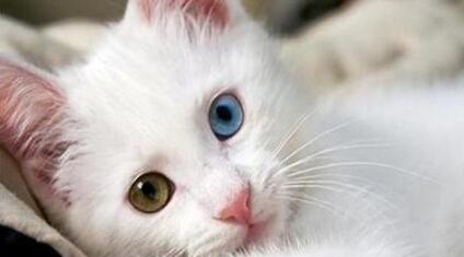 适宜猫咪的平肝明目药有哪些？宠主必看！