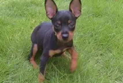 小鹿犬伤口有毛发要取下吗？不知道的来看看！