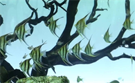 埃及神仙鱼单只母鱼能产卵吗