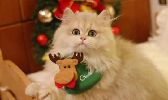 为什么要自己养猫咪