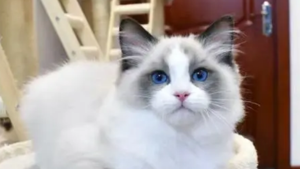 养布偶猫最忌讳什么