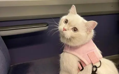 可不可以带猫咪上高铁? 可不可以带猫咪上高铁?