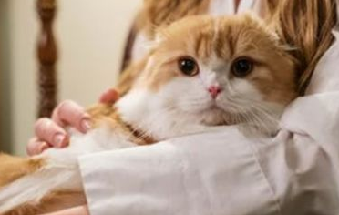 猫咪的传染病有哪些？