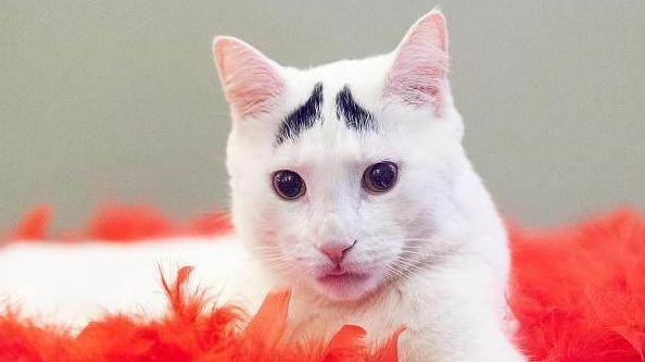 猫咪受到惊吓的3个表现:最严重会把猫咪吓拉稀了 猫咪受到惊吓的3个表现:最严重会把猫咪吓拉稀了