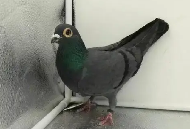 铁牛鸽和信鸽杂交 铁牛鸽和信鸽杂交