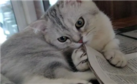 猫咪爱咬报纸的原因