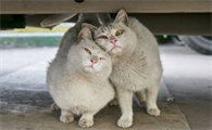 猫咪一般什么时候发情