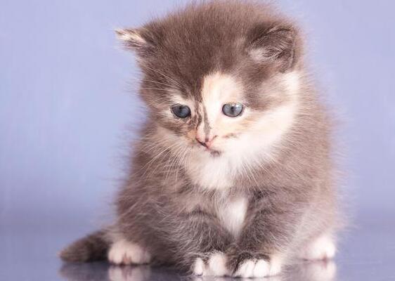 猫咪为什么会经常吐奶呢